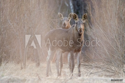 Afbeeldingen van Two elks Watching